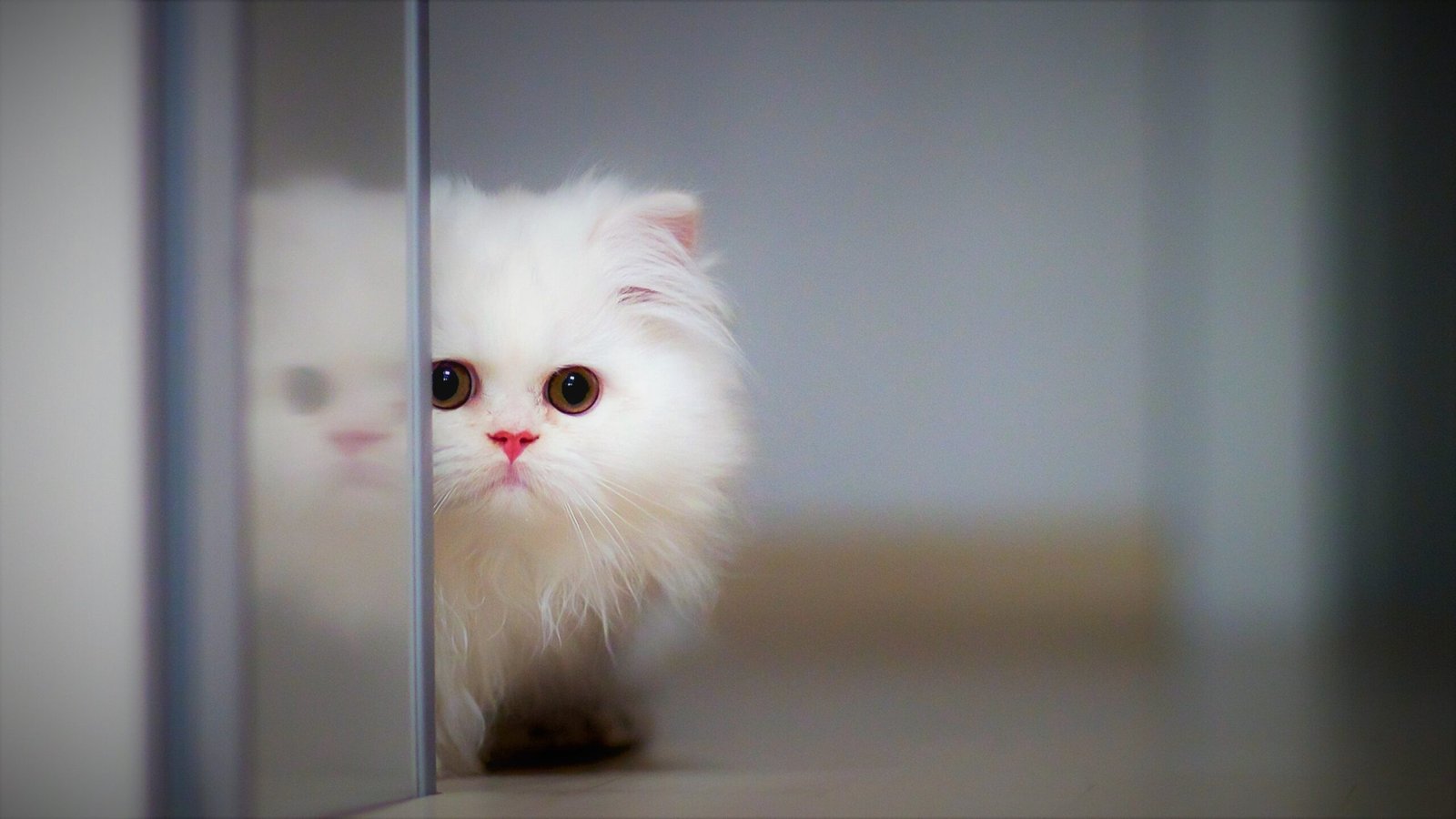 kitten Hd 4k desktop wallpaper photos